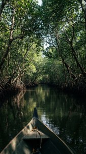 Bentota River Mangroves