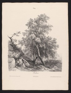 Berkenbomen tussen de rotsen