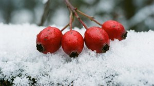 Berries in Snow