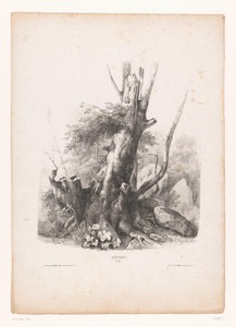 Beuk in een rotslandschap