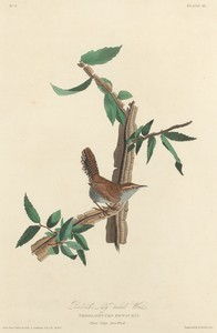 Bewick's Long-tailed Wren