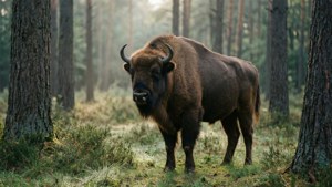 Bialowieza Bison