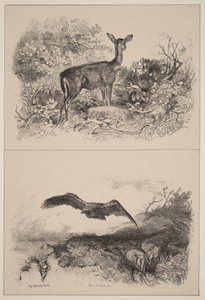 Biche, Aigle
