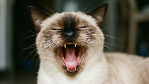Big Yawn