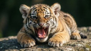 Big Yawn
