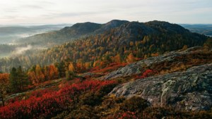Billingen Autumn