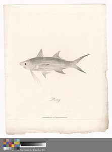 Binny