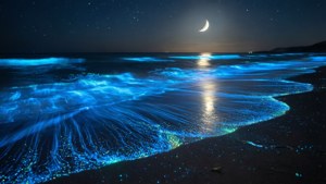 Bioluminescent Beach Night