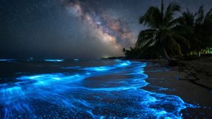 Bioluminescent Caribbean Night