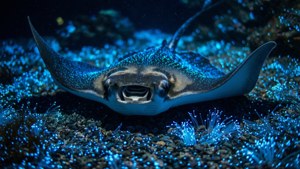 Bioluminescent Dream
