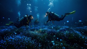 Bioluminescent Night Dive