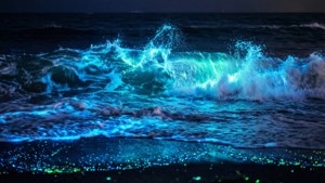 Bioluminescent Ocean Wave