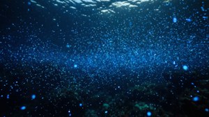 Bioluminescent Plankton