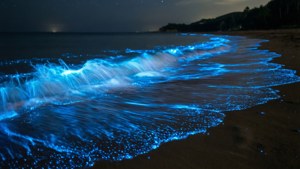 Bioluminescent Shore
