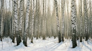 Birch Forest Snow