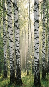 Birch Forest Vertical