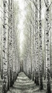 Birch Trees