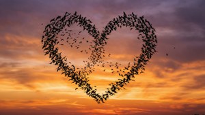 Bird Flock Hearts