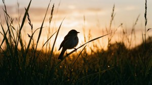 Bird on Grass Silhouette