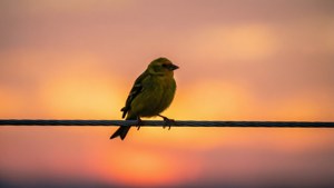 Bird on Wire at Sunset