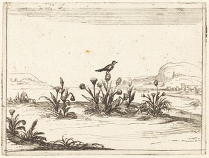 Bird Perched on a Thistle