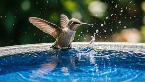 Birdbath Break