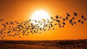 Birds Across the Sun