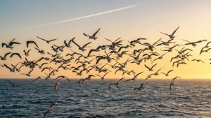 Birds and Contrails