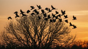 Birds Arrive at Tree