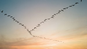 Birds at Sunset