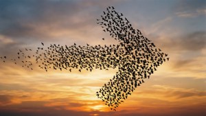 Birds Fast Forward Sunset