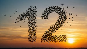 Birds Form 12