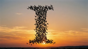 Birds Form I