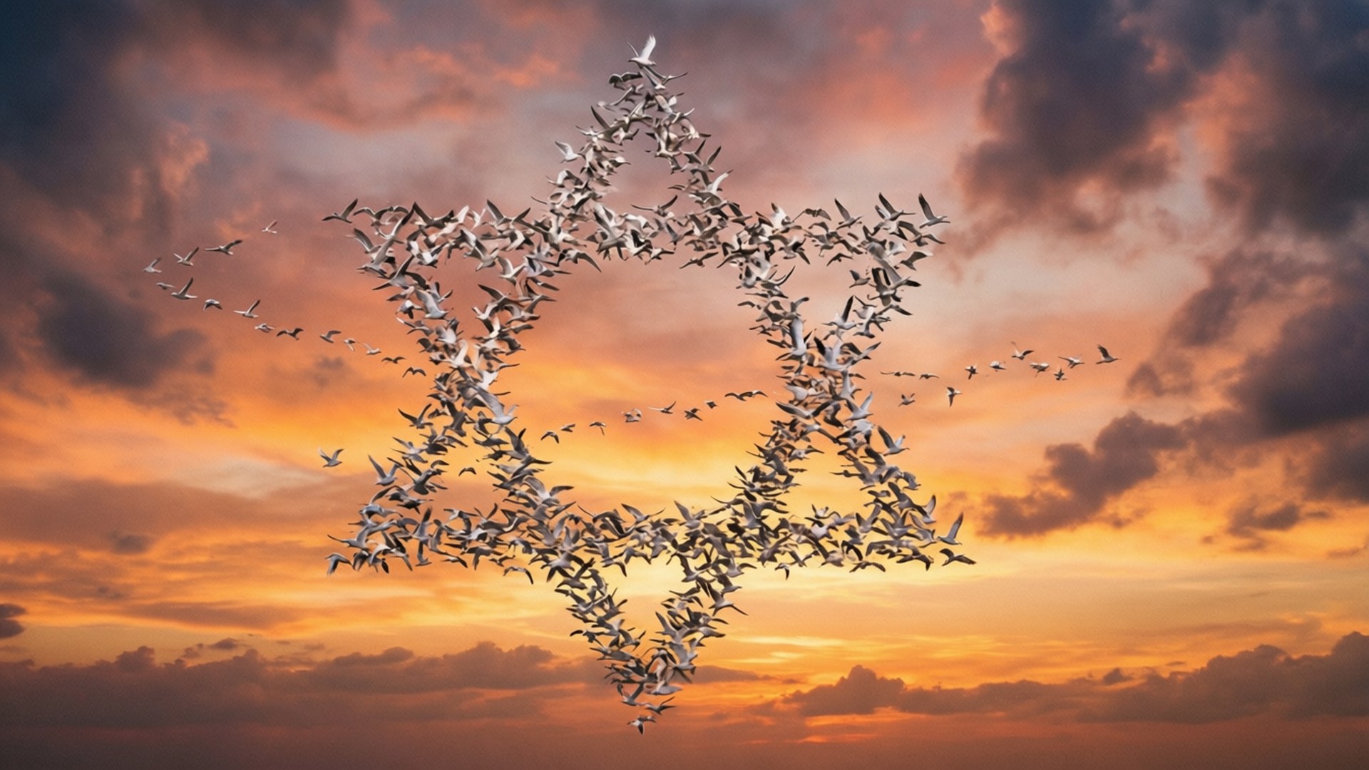 Birds Formation Star by Wallpapers.art Studio