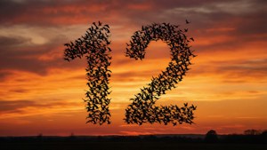 Birds Forming 12