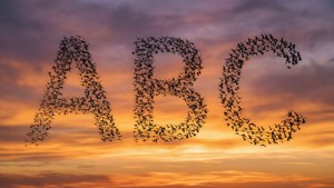 Birds Forming ABC