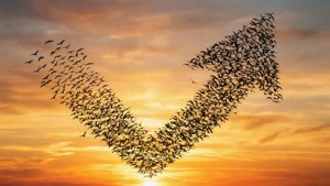 Birds Forming Arrow