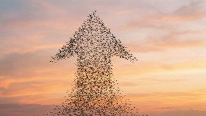 Birds Forming Arrow