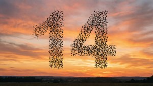 Birds Forming Fourteen