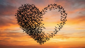 Birds Half Heart