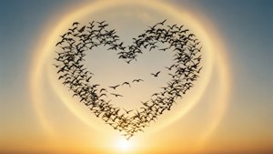 Birds Heart Aura
