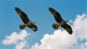 Birds in Flight
