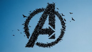 Birds in Flight
