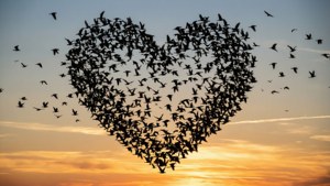 Birds in Flight Heart