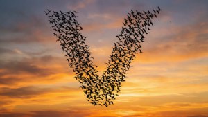 Birds in V