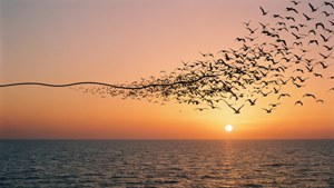 Birds of Liberation