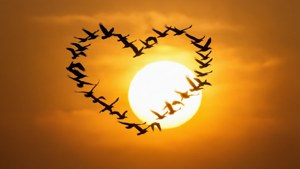 Birds of Love Trail