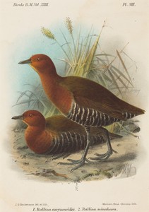 Birds of Philippines