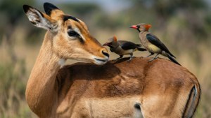 Birds on Back
