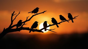 Birds on Branch